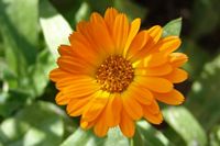 Calendula, English Marigold Seeds