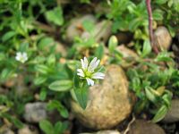 Chickweed (Stellaria pubera)