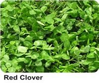 Red Clover, Cover Crop 