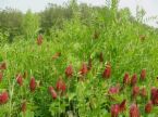 Crimson Clover-  Cover Crop.