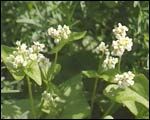 Buckwheat, Cover Crop 