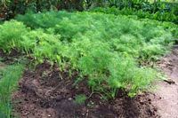 Fennel, Common.