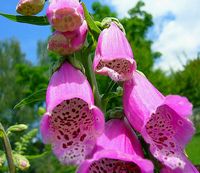 Foxglove, Digitalis Purpurea " Native Pink Foxglove"