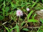 Gravel Root (Eupatorium purpureum) 