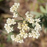 Pearly Everlasting.