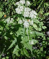 Boneset (Eupatorium perfoliatum)