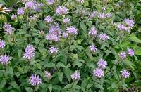 Bergamot, Wild