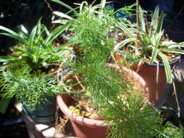 Greensleeves Dill