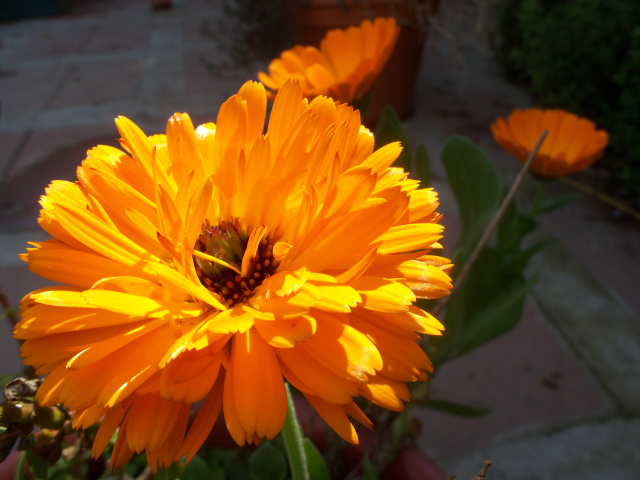 Calendula Solis Sponsa