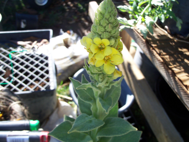 Mullein, Common 