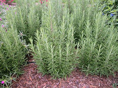 Rosemary (Rosmarinus officinalis)