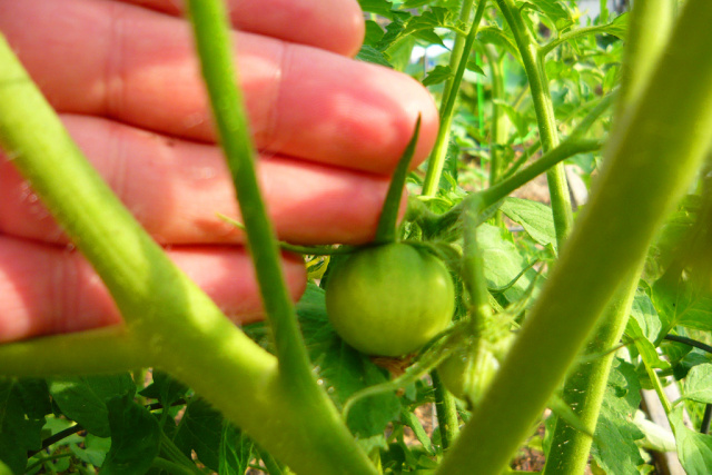 Jeff's Tomatoes.