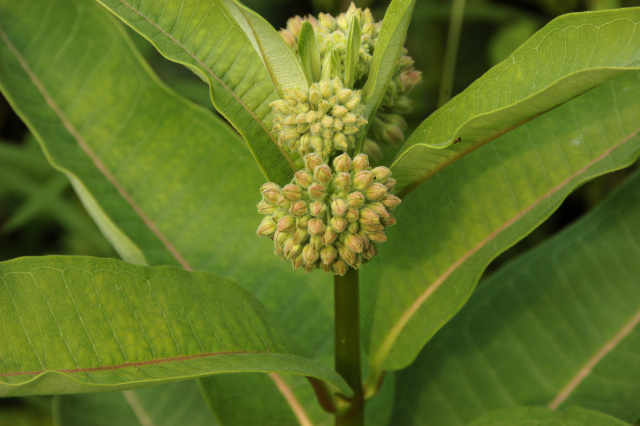 Milkweed