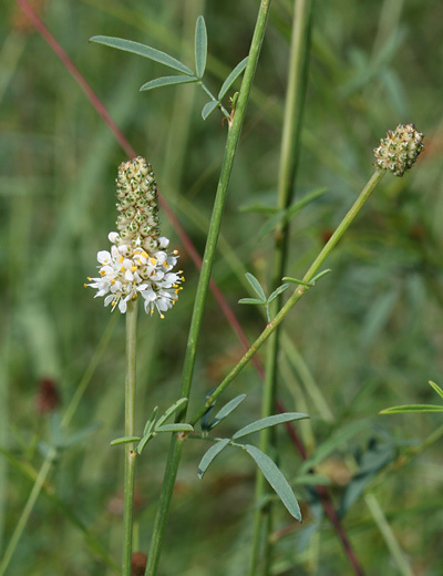 Prairie Clover - "Life Medicine"