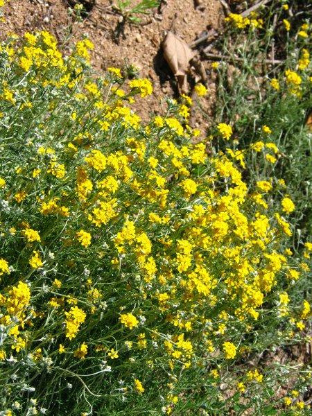 Yarrow, Gold. Achillea filipendulina (Asteraceae)