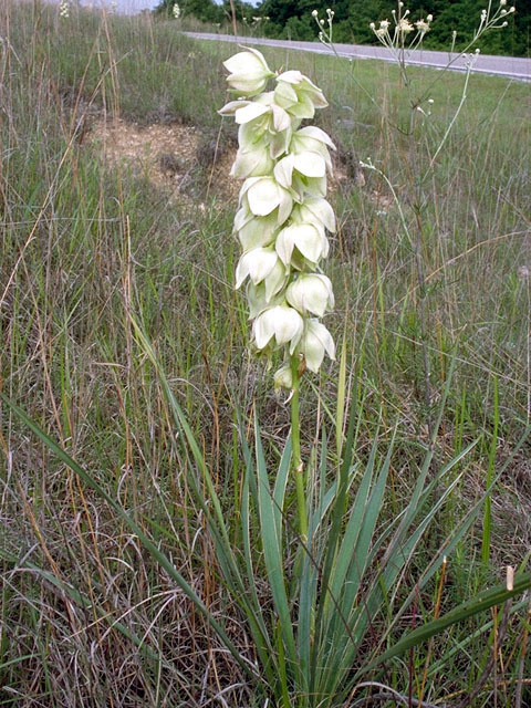 NEW! Soapweed (Yucca glauca) 