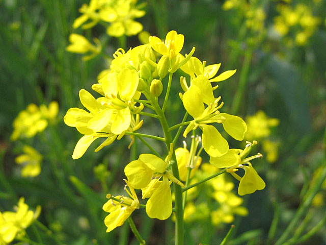 Mustard, Yellow ( Sinapis Alba)