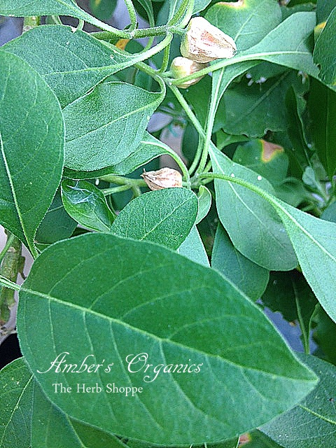 Ashwagandha (Withania somnifera)