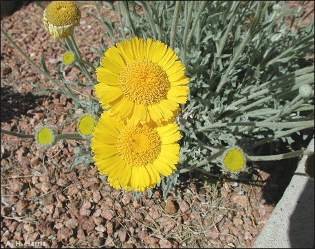 Desert Marigold