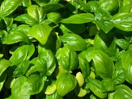 Basil, Large Leaf Italian.