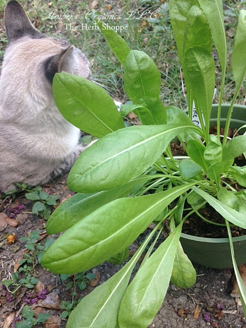 Chicory, Coffee. 