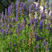 Hyssop - The Holy Herb.