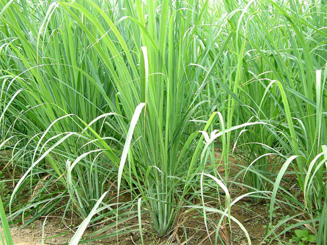 Lemongrass (Cymbopogon citratus)