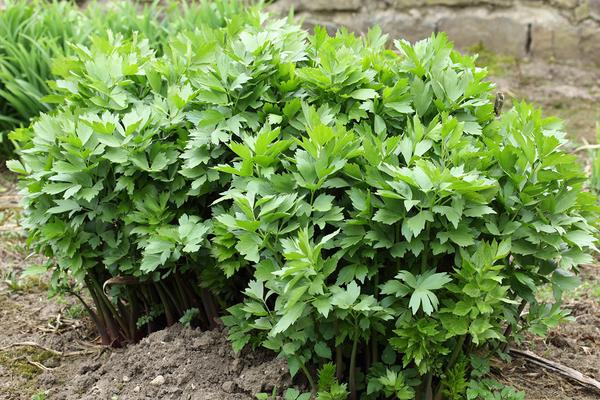 NEW! Lovage (Levisticum officinale)