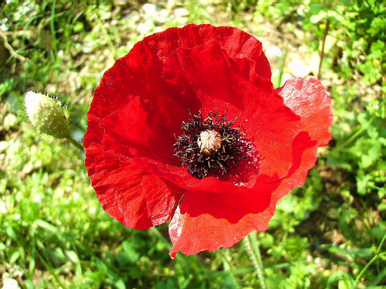 Poppy, Turkish Red (Papaver glacum)