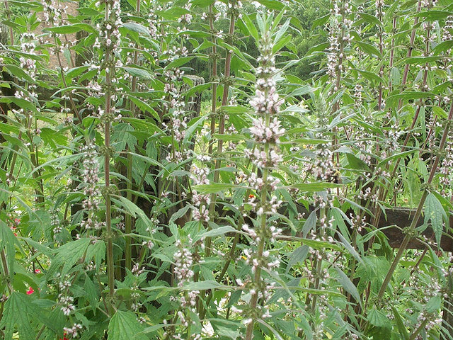 Motherwort, Official