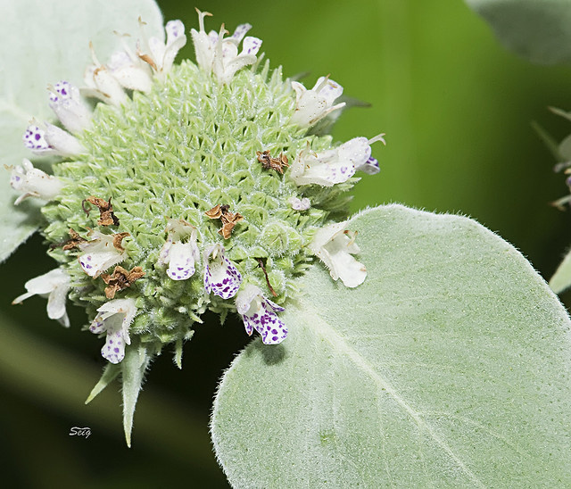 Mountain Mint.