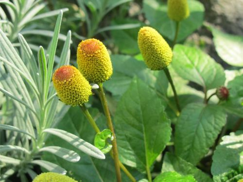 Paracress (Spilanthes acmella) Toothache Plant