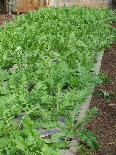 NEW!  Arugula, Roquette - My English Favourite. 