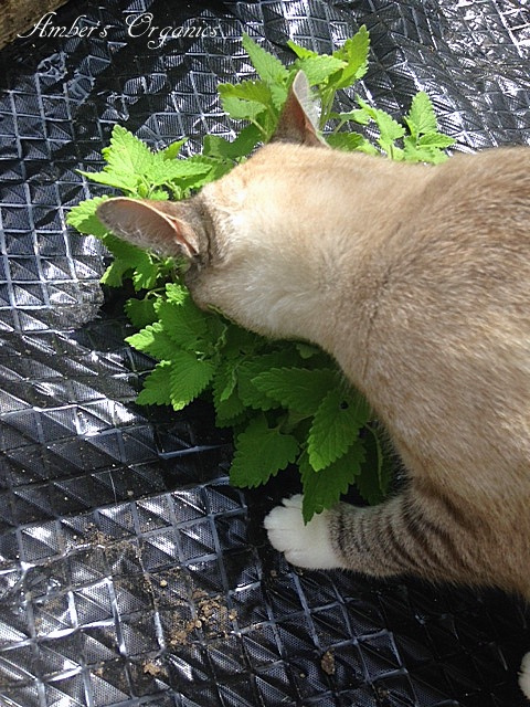 Catnip - Nepeta cataria L