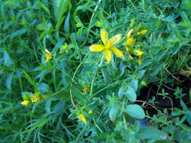 Saint John's Wort, Official 