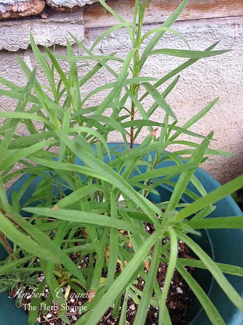 Tarragon - Russian or Mexican