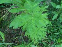 Artemisia Annua