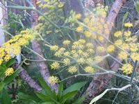 Fennel, Common ( Foeniculum Vulare) 