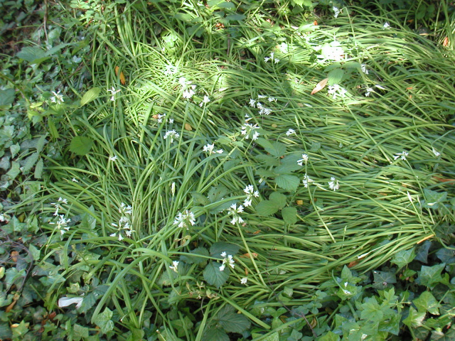 Wild Garlic (Allium canadense)