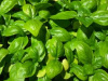 Basil, Genovese.