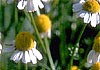 Chamomile, German (Matricaria chamomilla)