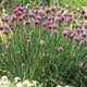 Purly Chives - Edible Flo