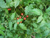 Tomato Red Currant - " close to wild"