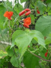 Organic Scarlet Beans - Edible Flowers too!