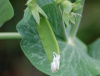 Schweizer Riesen ( Swiss Giant) Snow Peas