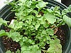 Biodynamic Arugula