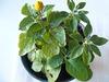 Organic Heat Resistant "Desert" Medical Herb Garden