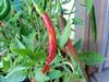 Cayenne Pepper (Capsicum frutescens)