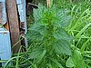 Nettles, Stinging -Biodynamic uses.