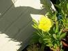 Evening Primrose (Oenethera biennis)